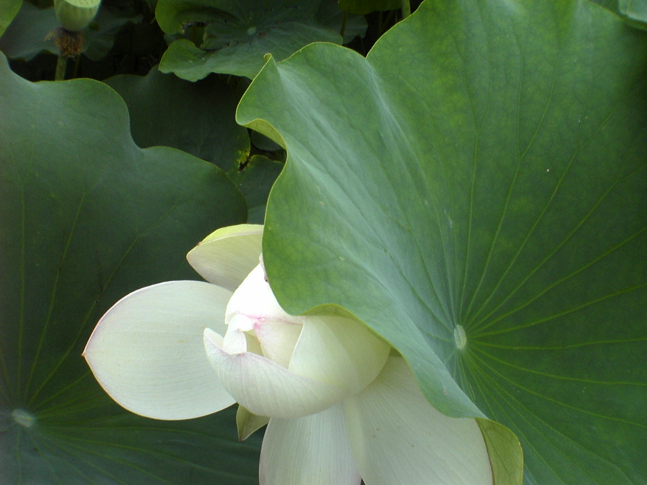 花はす公園