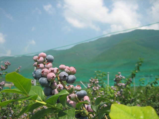 河口湖自然生活館