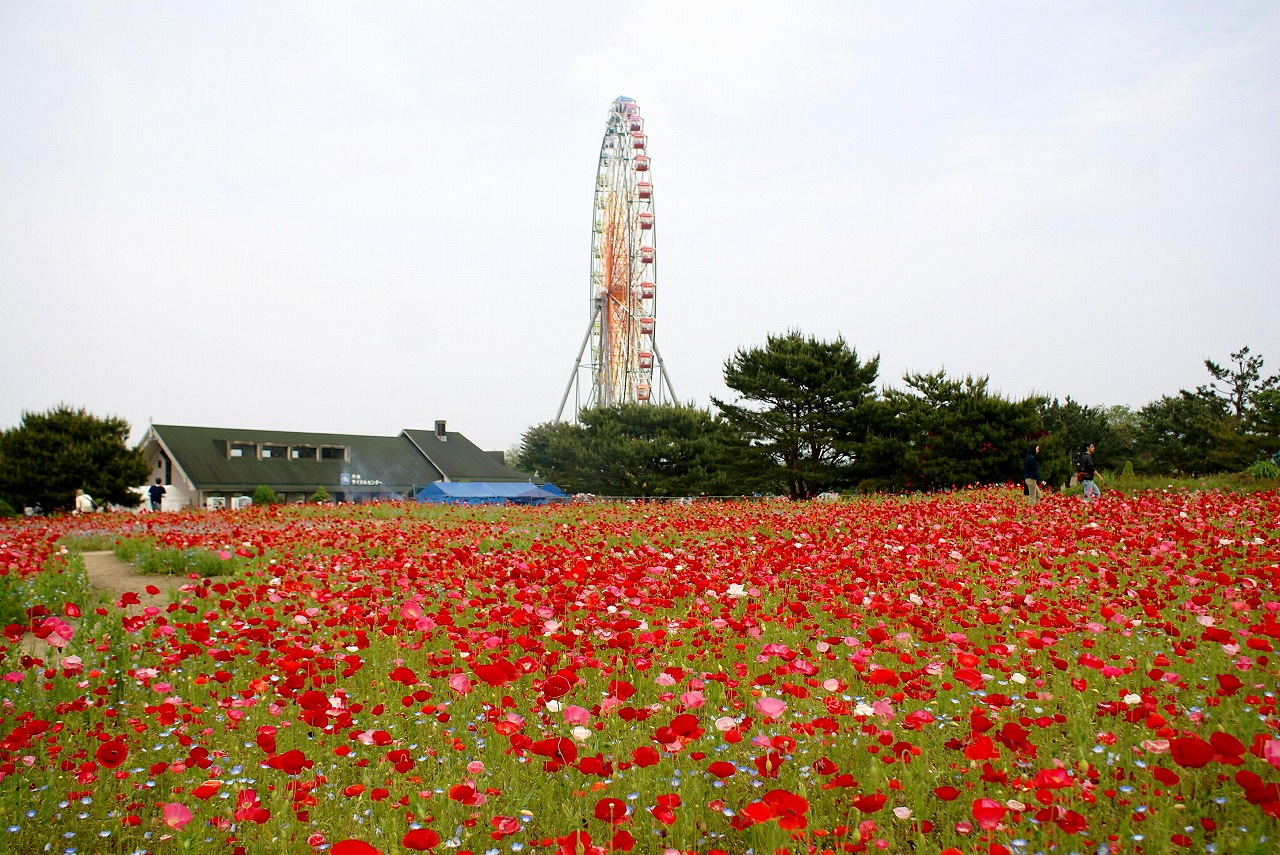 ひたちなか海浜公園・新しい国営公園