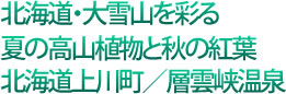 北海道・大雪山を彩る夏の高山植物と秋の紅葉北海道上川町/層雲峡温泉