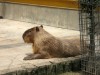 東武動物公園・ハイブリット公園