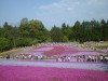 羊山公園芝桜の丘